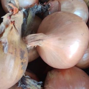 Cebola amarela bio - 500 gr