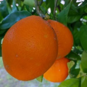 Laranja bio - 500 gr