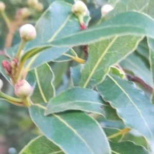 Louro ramo de folhas frescas bio - 100 gr