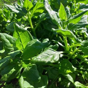 Espinafre bio - molho