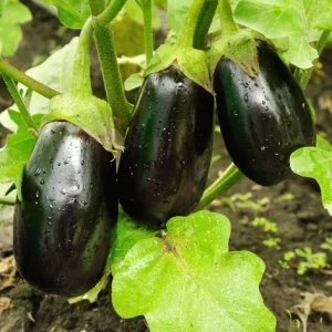 Beringela bio
