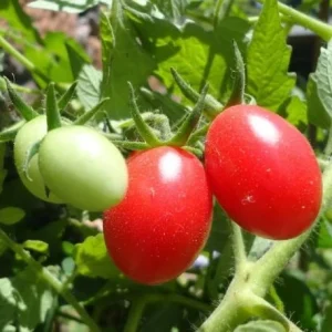 Tomate chucha ou redondo bio - 500 gr