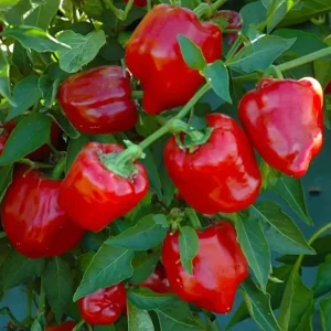 Pimento vermelho bio-500 gr