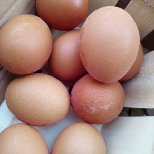 OVOS do campo - 1/2 duzia