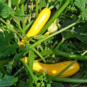 Curgete amarela bio - 500 gr