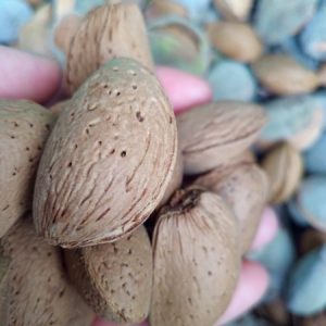 Amèndoa com casca bio - 500 gr