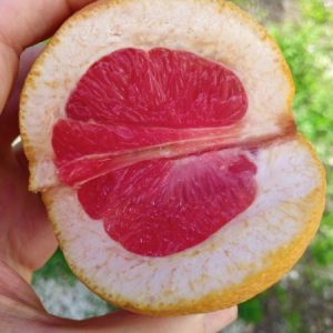 Toranja bio - 500 gr