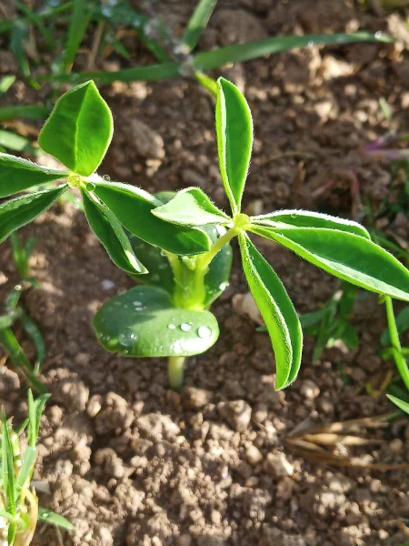 koficarroselimagens