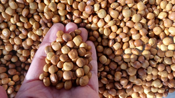 koficarrosel4